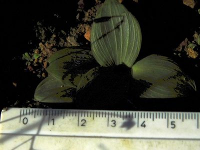 Ledebouria ovalifolia, photographed by Klaus Wehrlin