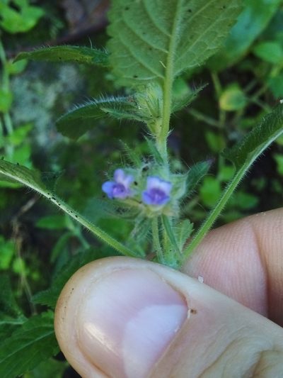 Marsypianthes chamaedrys, photographed by Victor Farjalla Pontes