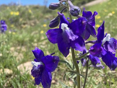 Delphinium bicolor, photographed by Caleb Catto