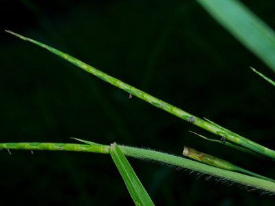 Rottboellia cochinchinensis, photographed by Jacy Chen