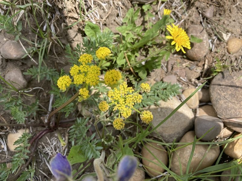 Lomatium cous, photographed by Caleb Catto