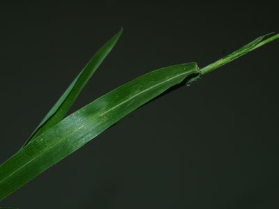 Rottboellia cochinchinensis, photographed by Jacy Chen