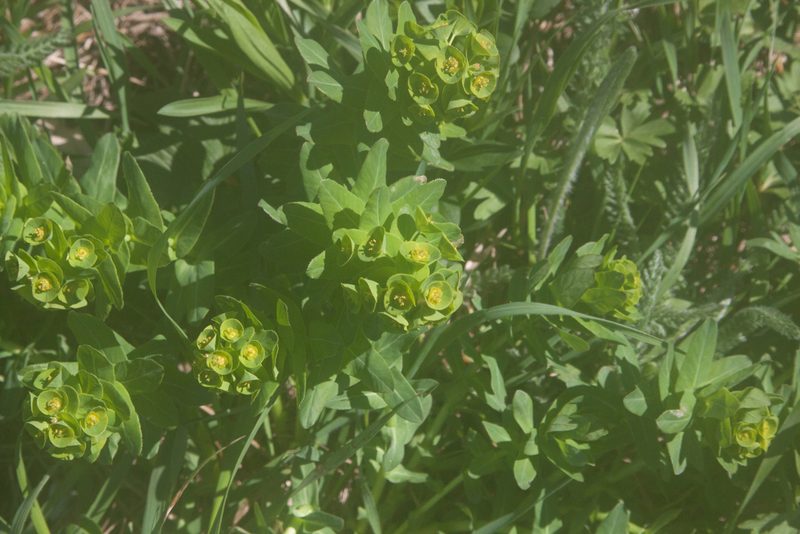 Euphorbia condylocarpa, photographed by Екатерина Кропочева