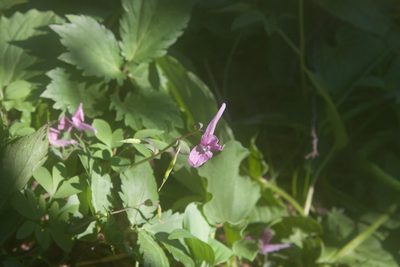 Corydalis caucasica, photographed by Екатерина Кропочева