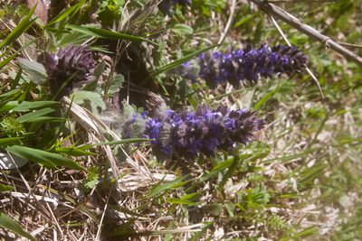 Ajuga orientalis, photographed by Екатерина Кропочева