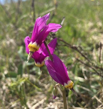 Primula conjugens, photographed by Caleb Catto