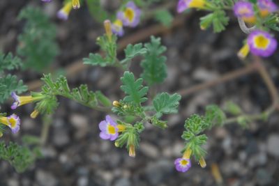 Phacelia bicolor, photographed by Robert Webster