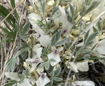 Astragalus gilviflorus, photographed by Caleb Catto