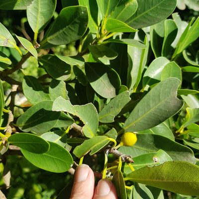 Ficus natalensis, photographed by Margaret Burger
