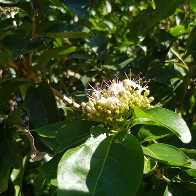 Volkameria glabra, photographed by Margaret Burger