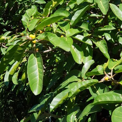 Ficus lutea, photographed by Margaret Burger