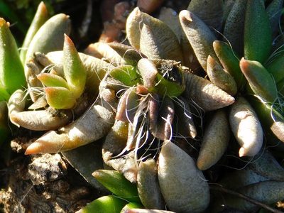 Anacampseros trigona, photographed by Klaus Wehrlin