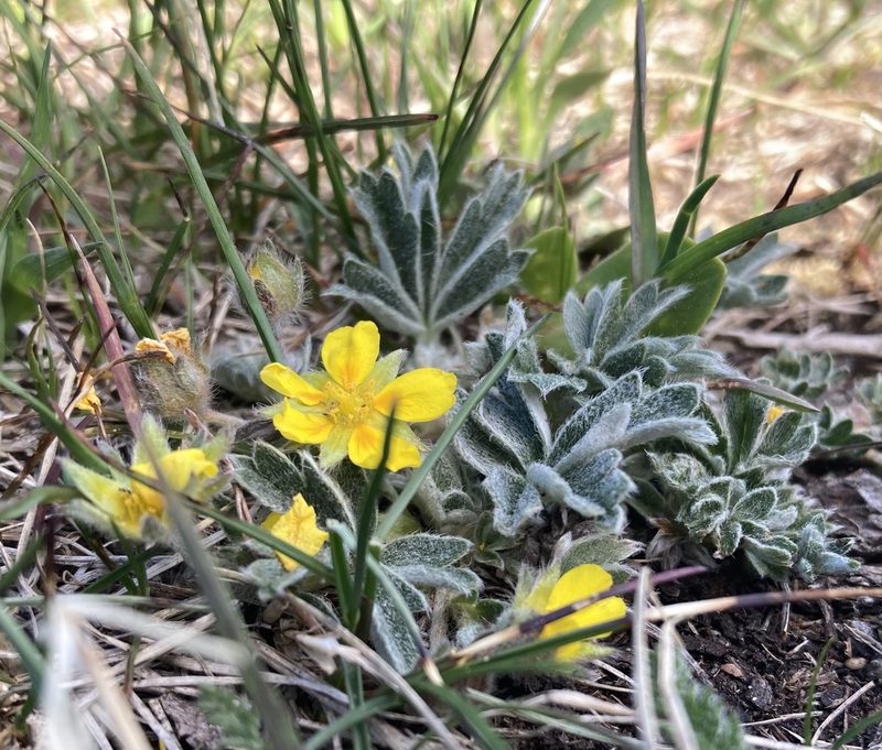 Potentilla concinna, photographed by Caleb Catto