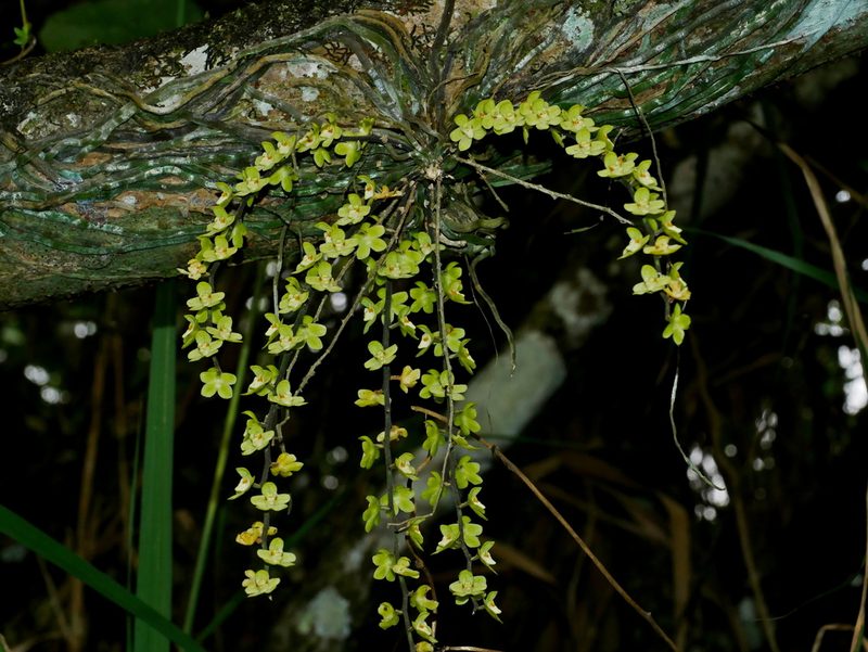 Chiloschista segawae, photographed by Jacy Chen