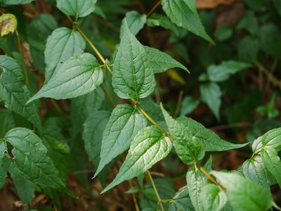 Eupatorium tashiroi, photographed by Jacy Chen
