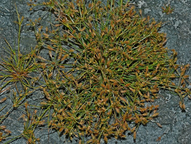 Fimbristylis squarrosa, photographed by Jacy Chen
