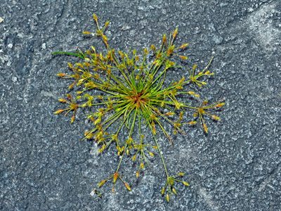 Fimbristylis squarrosa, photographed by Jacy Chen