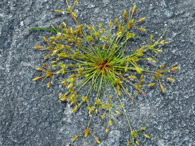 Fimbristylis squarrosa, photographed by Jacy Chen