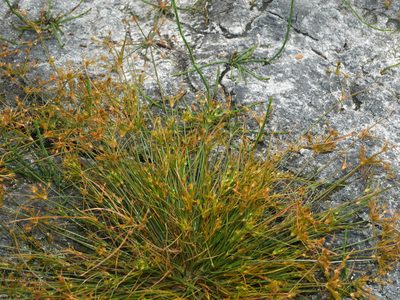 Fimbristylis squarrosa, photographed by Jacy Chen