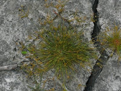 Fimbristylis squarrosa, photographed by Jacy Chen