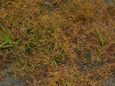 Fimbristylis squarrosa, photographed by Jacy Chen