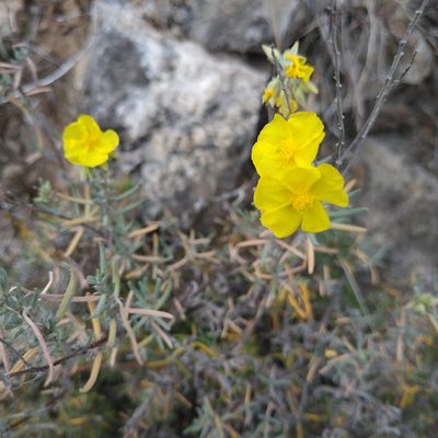 Helianthemum syriacum, photographed by Tim Johnson