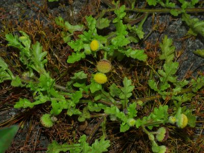 Grangea maderaspatana, photographed by Jacy Chen
