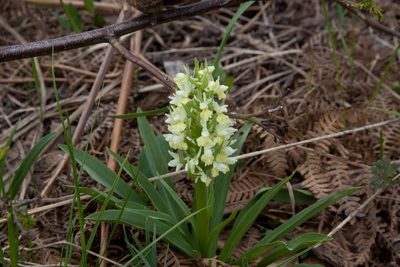 Dactylorhiza romana, photographed by Екатерина Кропочева