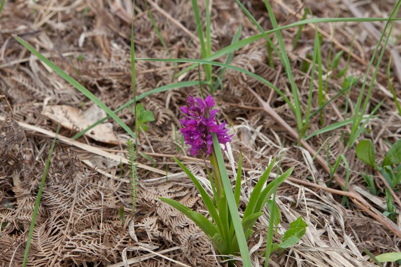 Dactylorhiza romana, photographed by Екатерина Кропочева