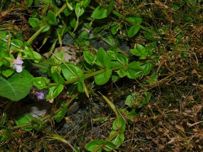 Torenia anagallis, photographed by Jacy Chen
