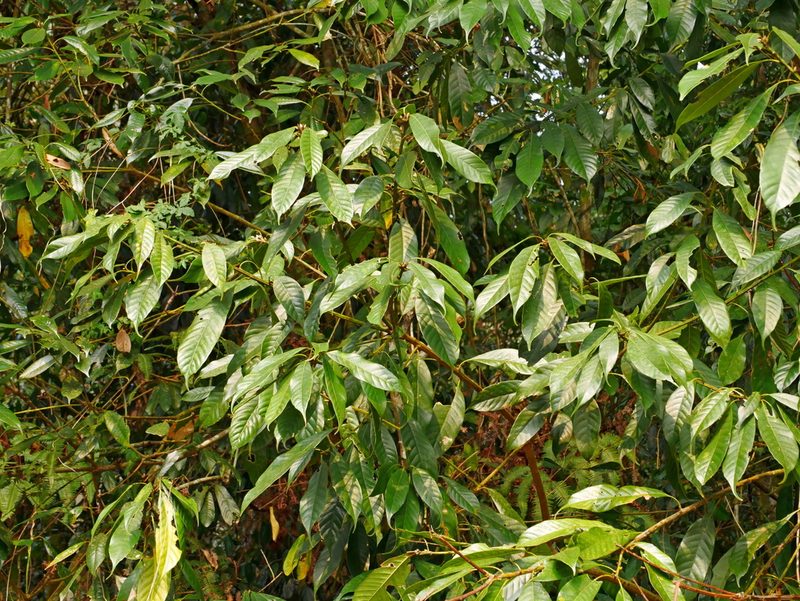 Lithocarpus brevicaudatus, photographed by Jacy Chen