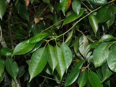Lithocarpus taitoensis, photographed by Jacy Chen