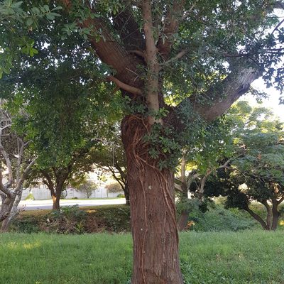 Ficus natalensis, photographed by Margaret Burger