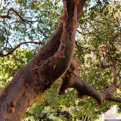 Commiphora harveyi, photographed by Margaret Burger