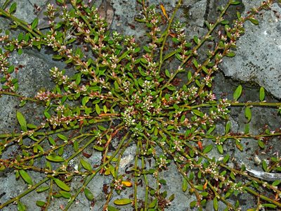 Polygonum plebeium, photographed by Jacy Chen