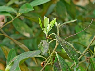 Machilus zuihoensis, photographed by Jacy Chen