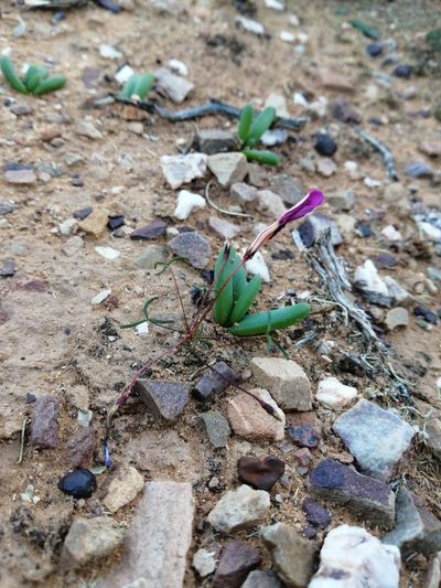 Oxalis leptogramma, photographed by Danie Palm
