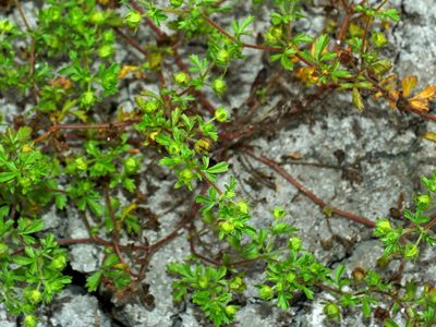 Potentilla heynei, photographed by Jacy Chen