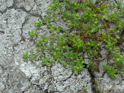 Potentilla heynei, photographed by Jacy Chen