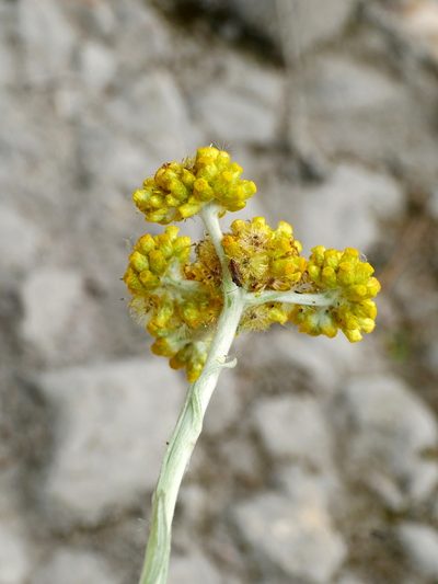 Pseudognaphalium hypoleucum, photographed by Jacy Chen