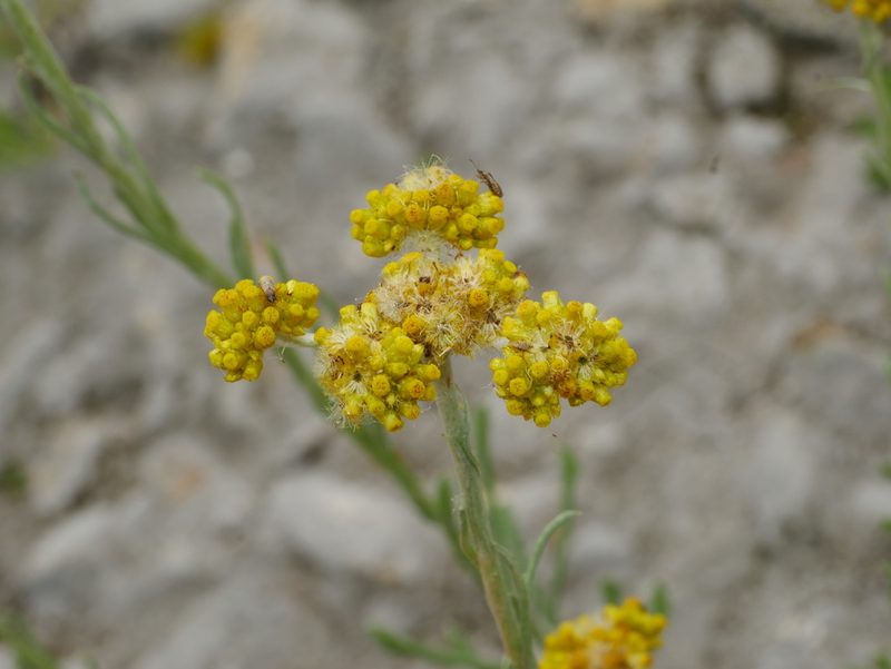 Pseudognaphalium hypoleucum, photographed by Jacy Chen
