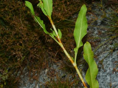 Rumex trisetifer, photographed by Jacy Chen