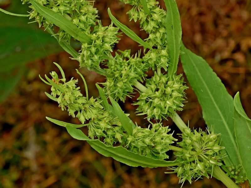 Rumex trisetifer, photographed by Jacy Chen