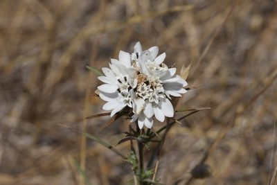 Calycadenia multiglandulosa, photographed by Arvel Hernandez
