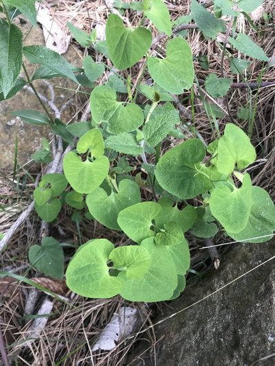 Aristolochia pallida, photographed by Luca Valente