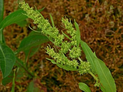 Rumex trisetifer, photographed by Jacy Chen