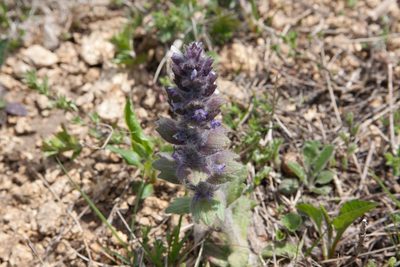 Ajuga orientalis, photographed by Екатерина Кропочева
