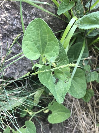 Aristolochia pallida, photographed by Luca Valente