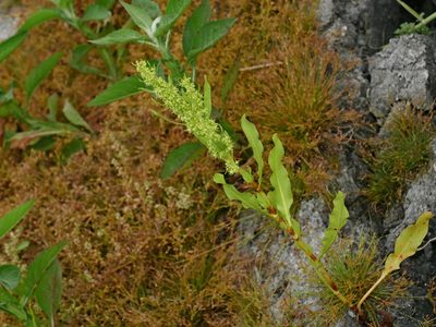 Rumex trisetifer, photographed by Jacy Chen