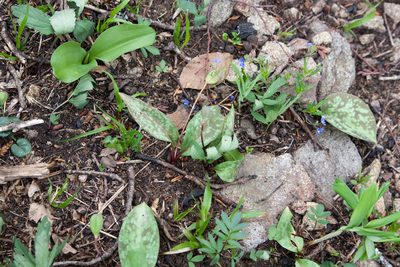 Erythronium caucasicum, photographed by Екатерина Кропочева